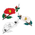 Camellia flowers. Vector illustration. Perfumery and cosmetic plants. Wallpaper.